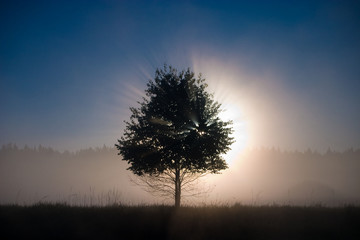 Fototapeta na wymiar Deciduous tree at dawn, in the rays of the sun.