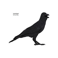 Crow, Hand drawn high quality vector