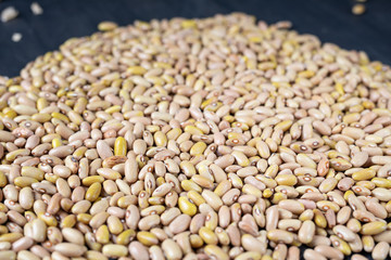 Phaseolus is scientific name of Pinto Bean legume. Also known as Frijol Pinto and Feijao Carioca. Closeup of grains, background use.