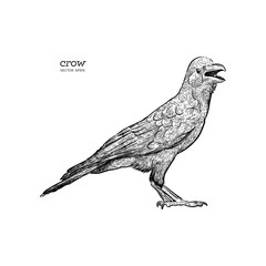 Crow, Hand drawn high quality vector