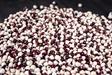 Phaseolus is scientific name of Pinto Bean legume. Also known as Frijol Pinto and Feijao Carioca. Closeup of grains, background use.