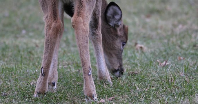 White-tailed button buck deer feeding in grass. 