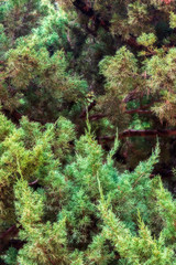 Fototapeta na wymiar Soft focus and close up of green pine tree