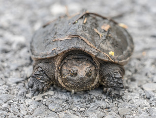 Very young snapping turtle staring down the photographer