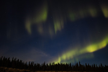 Aurora Borealis in Denali National Park Alaska