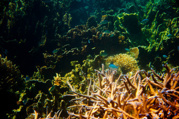 Fototapeta na wymiar Ningaloo Reef - Coral Bay - Western Australia