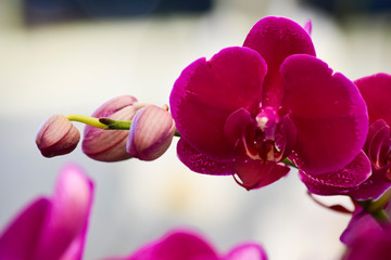 pink Phalaenopsis or Moth dendrobium Orchid flower in winter or spring day tropical garden Floral...