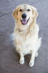 Lion is a golden retriever enjoying a fun day at the dog park.