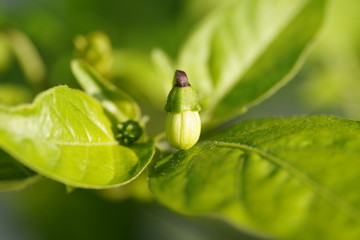 A Chilli Bud