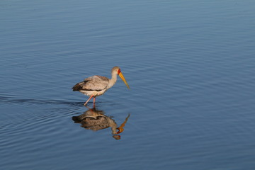 A Yellow-billed Stork wading in deep water in a lake.
