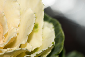 Yellow and green leaves of decorative cabbage