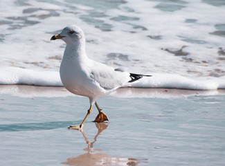 Seagull Feet