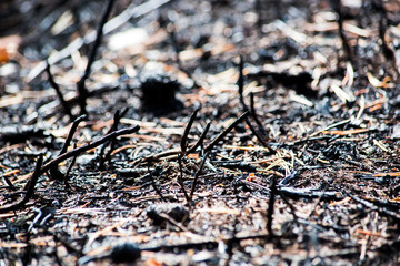 Fototapeta na wymiar Abstract gloomy background and burnt bushes