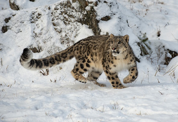 Snow Leopard Hunting