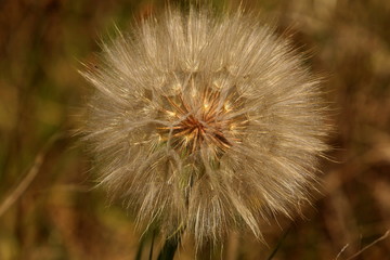 Close up of a large dandelion dry seed head.