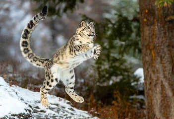 Fotobehang Luipaard Mid Air Snow Leopard  © Chris
