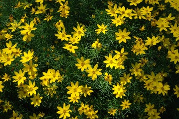 Bidens ferufolia, yellow flowers for summer.