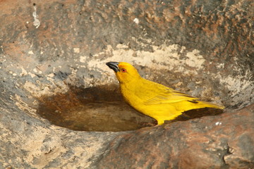 An African Golden Weaver bird drinking water.