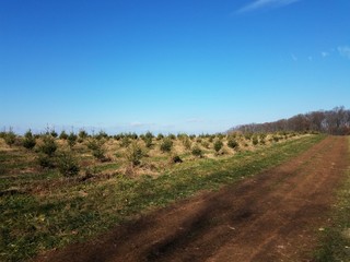 Fototapeta na wymiar rows of green pine Christmas trees at farm and dirt path