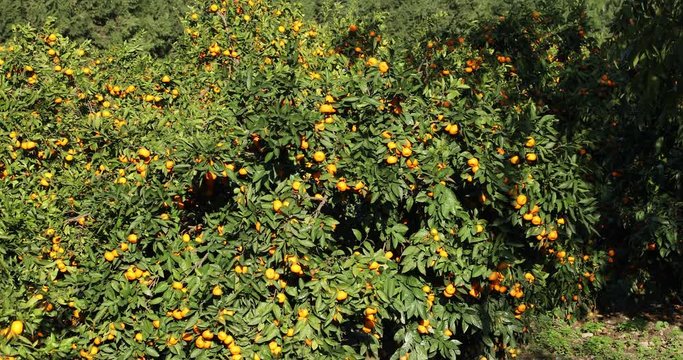 Mandarin trees with fruits on plantation