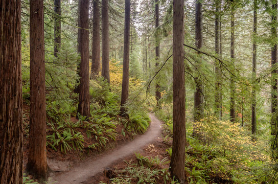 Redwood Trees Forest And Path Oregon.