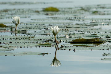 Lily Pad Reflection in Lake