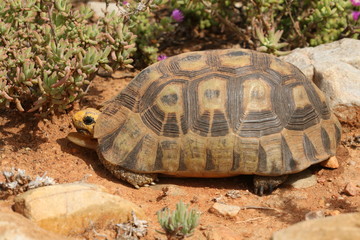Close up of an Angulate Tortoise in its natural habitat of succulents in the arid Karoo.