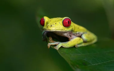 Rolgordijnen Red eyed Tree Frog in Costa Rica  © Harry Collins