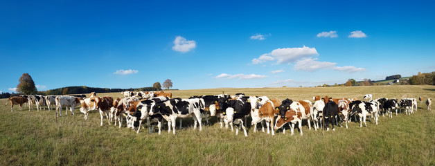 panorama of cows on a farm under blue cloudy sky – cow on cow