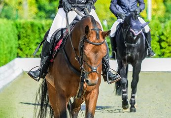 Obraz premium Beautiful girls on horses in jumping show, equestrian sports. Light-brown horses and girla in uniform going to jump. Hot, shiny day. 