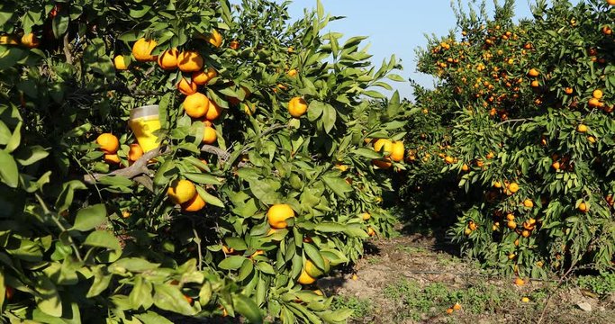 Mandarin trees with fruits on plantation