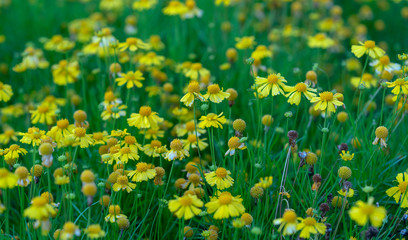 Obraz premium The field of daisies is like a beautiful flower carpet in the garden