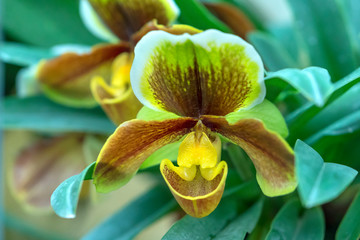 Wild lady slipper Orchid blooming beautiful, gentle aroma, pure ecstasy tourists wander