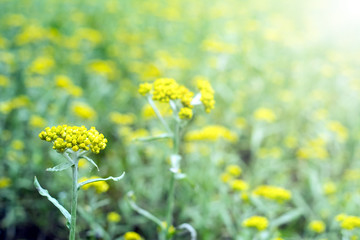 Gnaphalium affine/Yellow flowers/Spring background