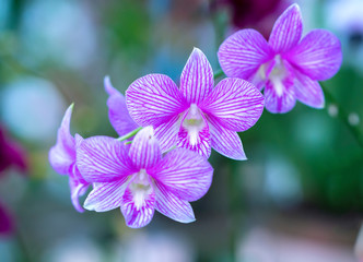 Phalaenopsis orchids flowers bloom in spring adorn the beauty of nature. 
