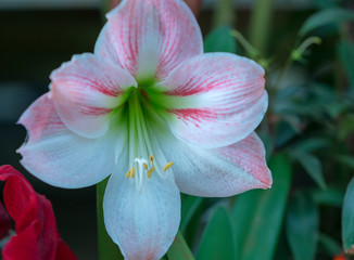 Colorful blooms of lilies in the garden. These are flowers used to decorate the house, as a gift to congratulate