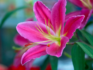 Colorful blooms of lilies in the garden. These are flowers used to decorate the house, as a gift to congratulate