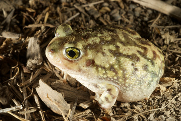 sapo terrestre