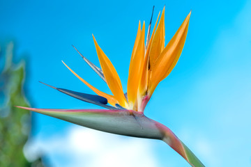 The bird of paradise flowers bloom in the love garden. This is the flower that symbolizes flying birds that express freedom in life