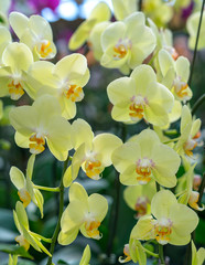 Phalaenopsis orchids flowers bloom in spring adorn the beauty of nature. 