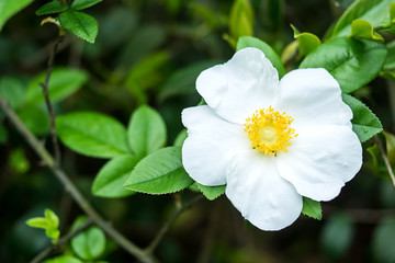 Rosa laevigata/White flower background material