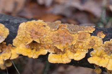 orangev polypore fungus on tree macro