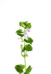 Naklejka premium Glechoma/Chinese herbal medicine material