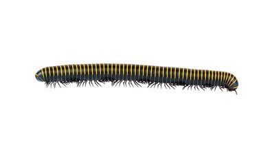 millipede/insect