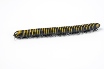 millipede/insect