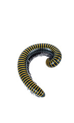 millipede/insect