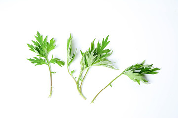 Fresh sage / wormwood