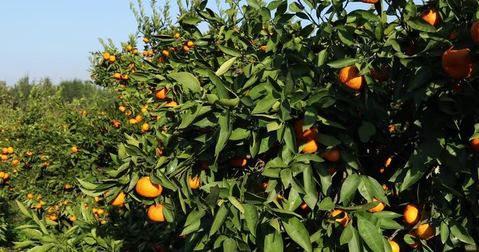 Mandarin trees with fruits on plantation