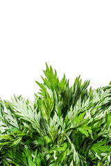 Fresh sage / wormwood