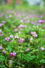 Obraz na płótnie Canvas Ziyun Ying/Purple flowers/Hazy dreamy flower background